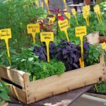 ventes de plants AAEM