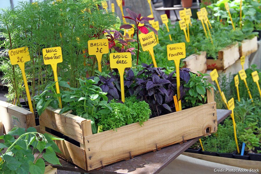 ventes de plants AAEM